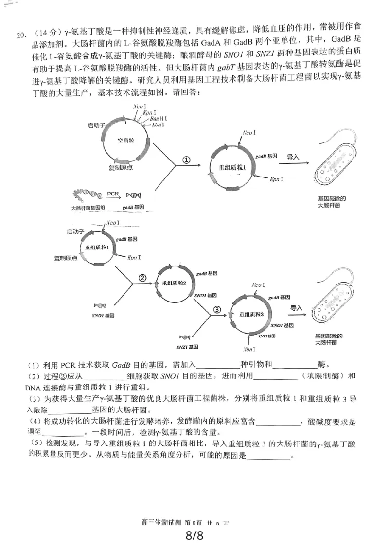 24届泉州高中毕业班第二次市质检生物试卷_2024届福建省泉州市高中高三上学期毕业班质量监测（二）_2024届福建省泉州市高中高三上学期毕业班质量监测（二）生物