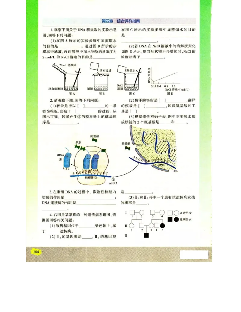 苏教版高中生物必修2《遗传与进化》电子课本_4-教培资料-26年最新资料-同步更新_初中高中教资_03科三专项（进去保存报考的学科即可）_112025高中科目（全）电子教材