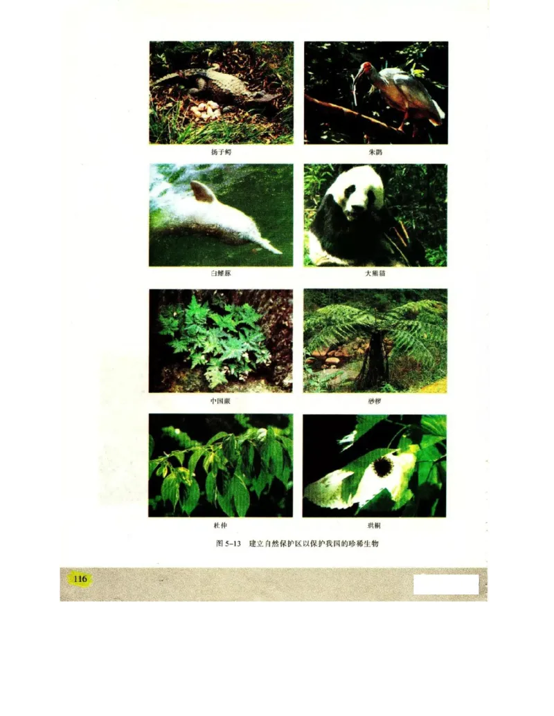 苏教版高中生物必修2《遗传与进化》电子课本_4-教培资料-26年最新资料-同步更新_初中高中教资_03科三专项（进去保存报考的学科即可）_112025高中科目（全）电子教材