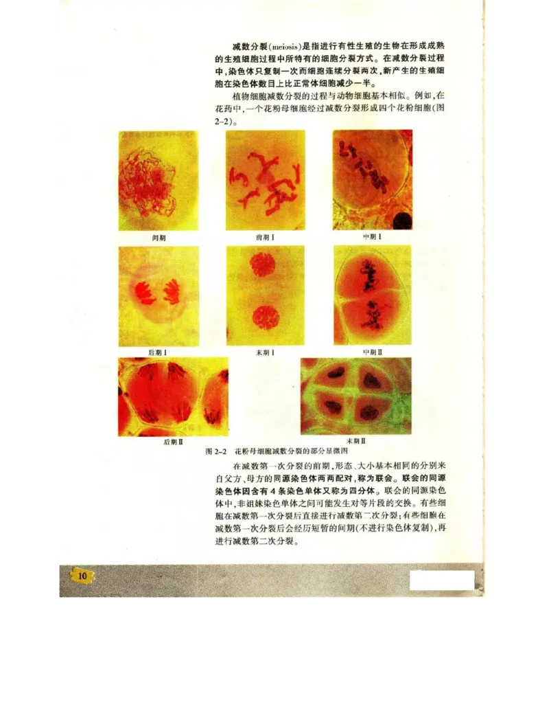 苏教版高中生物必修2《遗传与进化》电子课本_4-教培资料-26年最新资料-同步更新_初中高中教资_03科三专项（进去保存报考的学科即可）_112025高中科目（全）电子教材