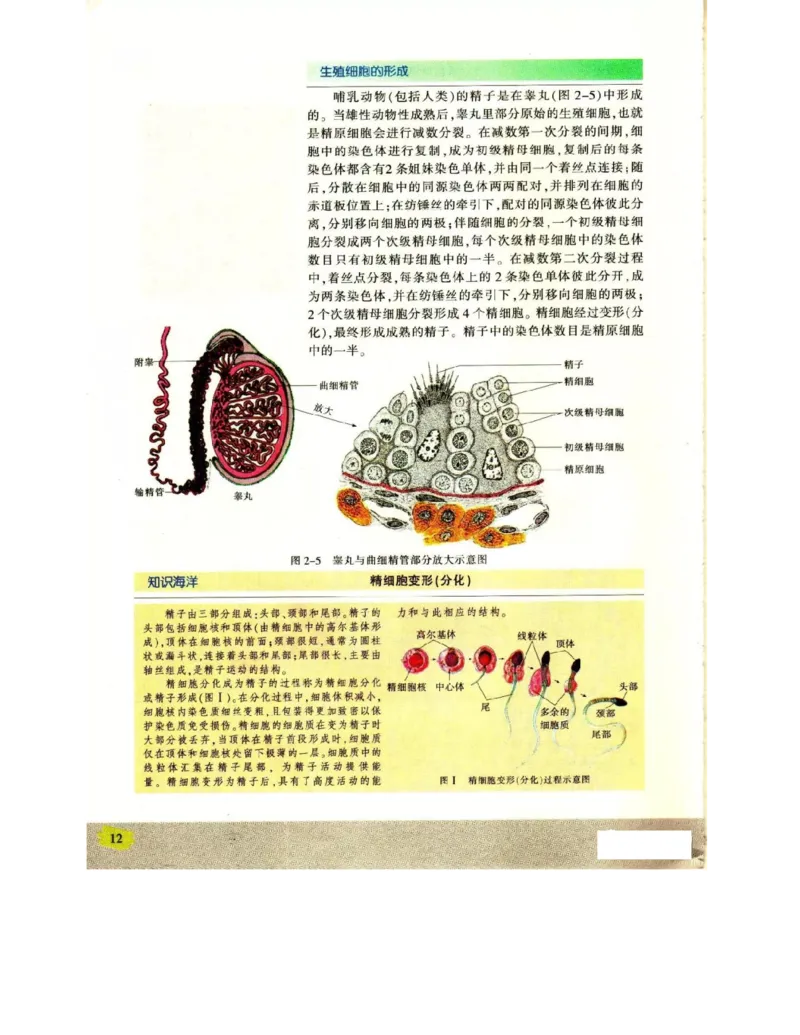 苏教版高中生物必修2《遗传与进化》电子课本_4-教培资料-26年最新资料-同步更新_初中高中教资_03科三专项（进去保存报考的学科即可）_112025高中科目（全）电子教材