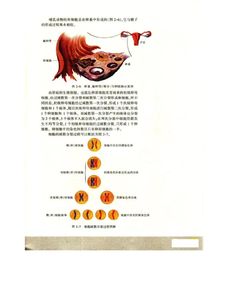 苏教版高中生物必修2《遗传与进化》电子课本_4-教培资料-26年最新资料-同步更新_初中高中教资_03科三专项（进去保存报考的学科即可）_112025高中科目（全）电子教材