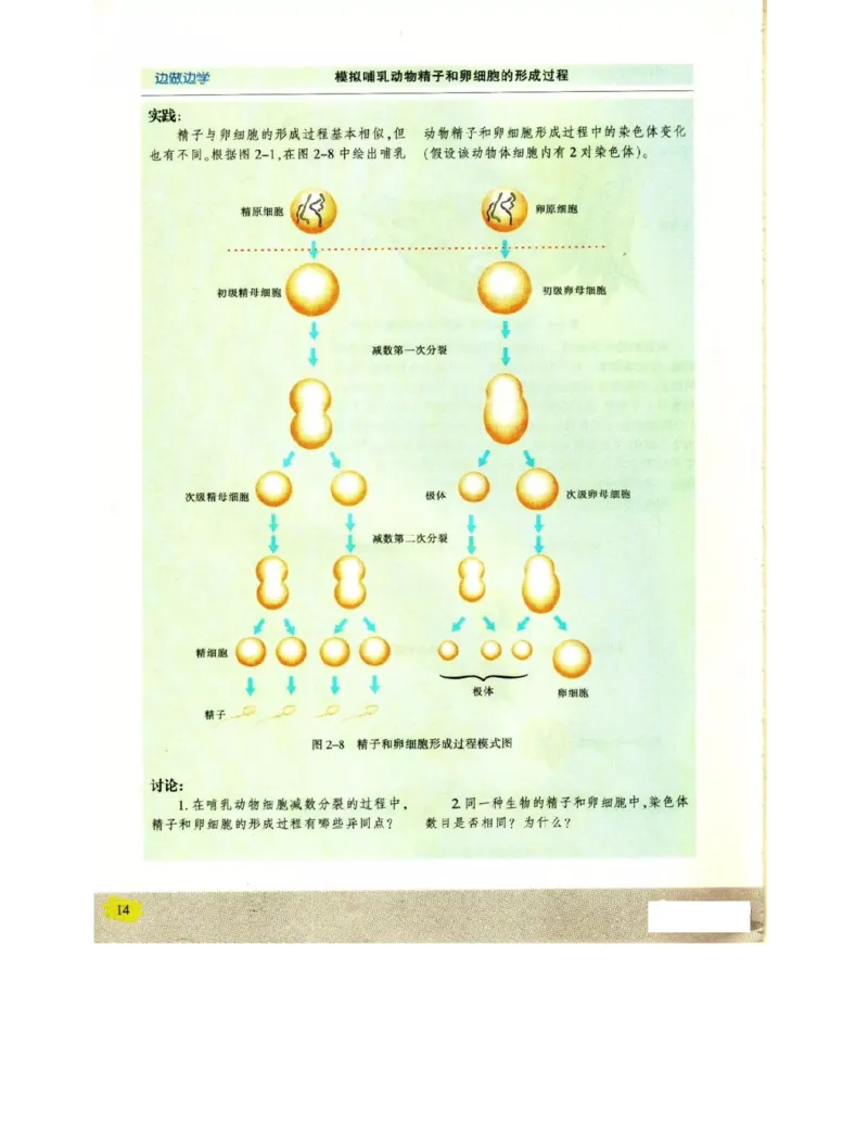 苏教版高中生物必修2《遗传与进化》电子课本_4-教培资料-26年最新资料-同步更新_初中高中教资_03科三专项（进去保存报考的学科即可）_112025高中科目（全）电子教材