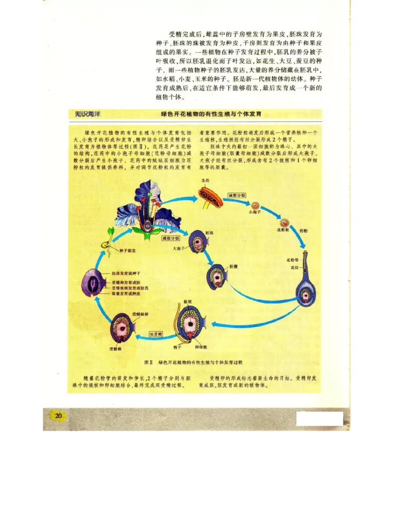 苏教版高中生物必修2《遗传与进化》电子课本_4-教培资料-26年最新资料-同步更新_初中高中教资_03科三专项（进去保存报考的学科即可）_112025高中科目（全）电子教材