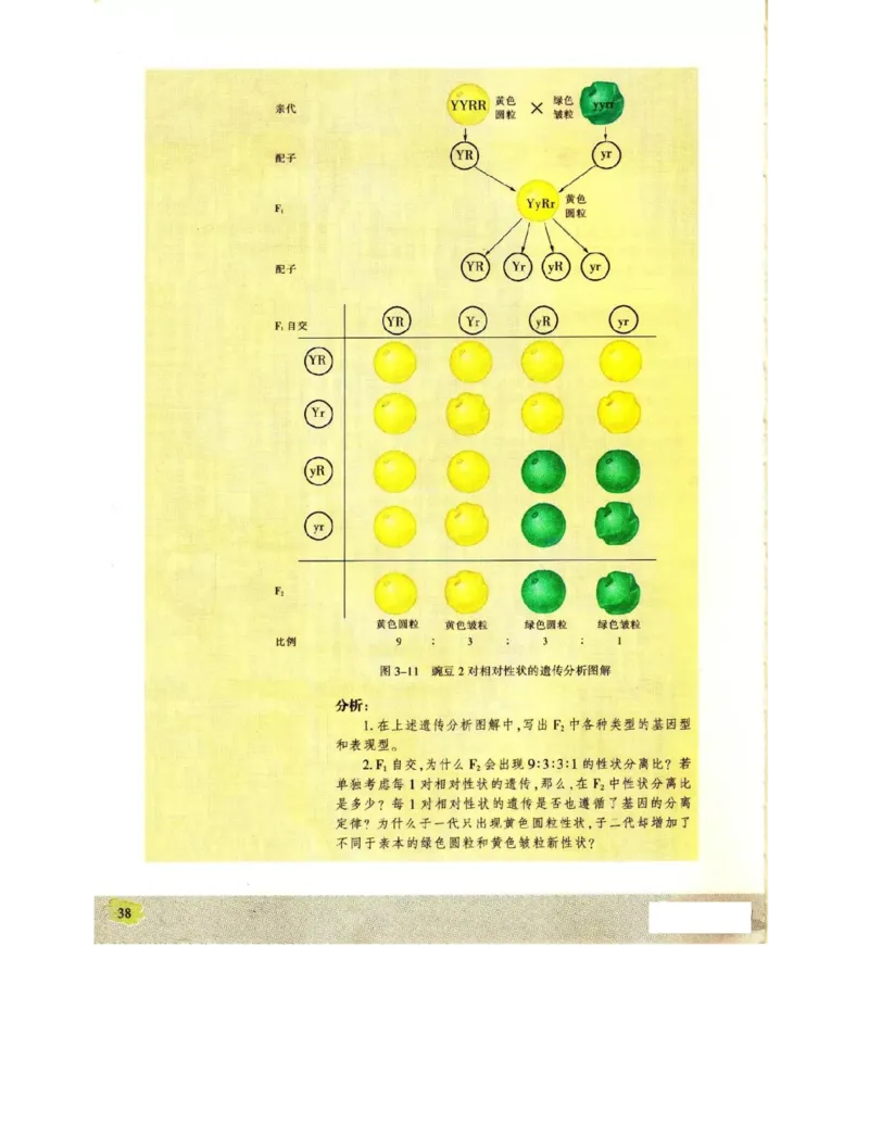 苏教版高中生物必修2《遗传与进化》电子课本_4-教培资料-26年最新资料-同步更新_初中高中教资_03科三专项（进去保存报考的学科即可）_112025高中科目（全）电子教材