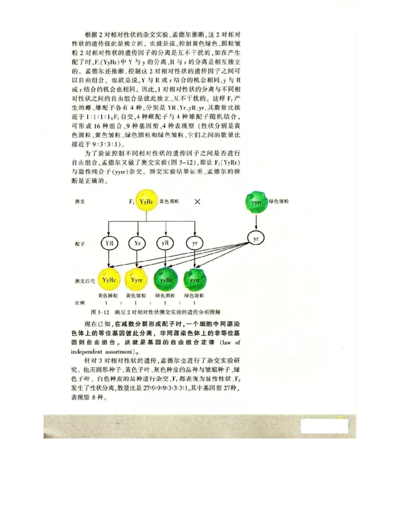 苏教版高中生物必修2《遗传与进化》电子课本_4-教培资料-26年最新资料-同步更新_初中高中教资_03科三专项（进去保存报考的学科即可）_112025高中科目（全）电子教材