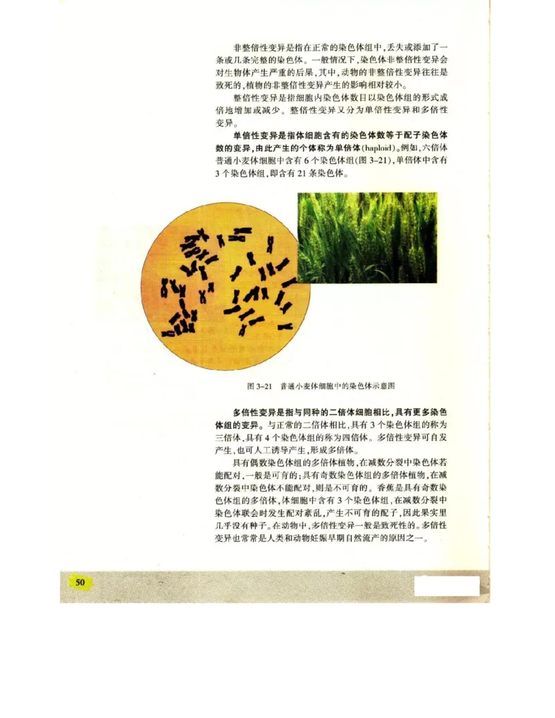 苏教版高中生物必修2《遗传与进化》电子课本_4-教培资料-26年最新资料-同步更新_初中高中教资_03科三专项（进去保存报考的学科即可）_112025高中科目（全）电子教材
