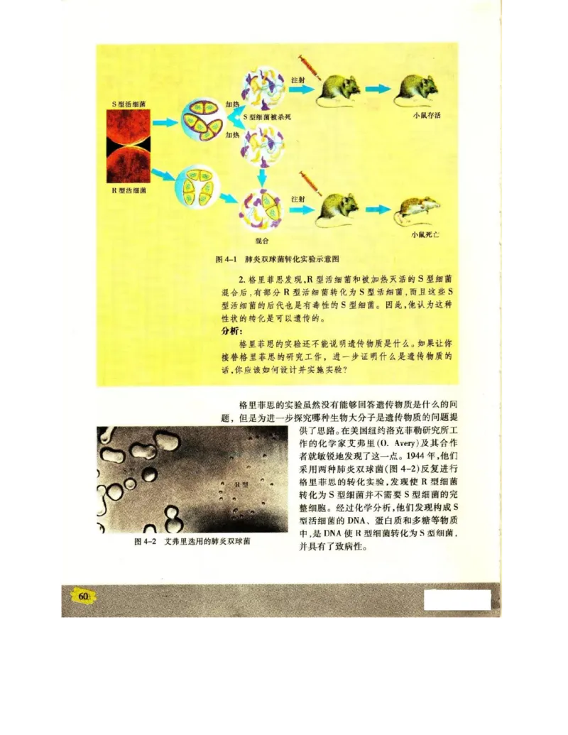 苏教版高中生物必修2《遗传与进化》电子课本_4-教培资料-26年最新资料-同步更新_初中高中教资_03科三专项（进去保存报考的学科即可）_112025高中科目（全）电子教材
