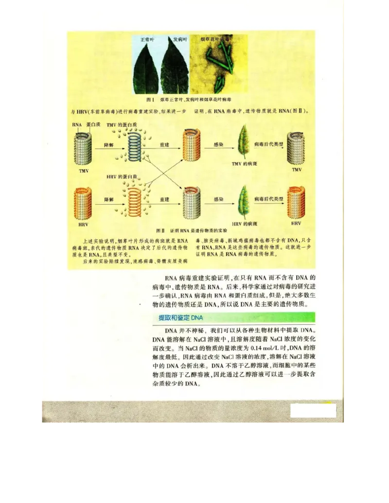 苏教版高中生物必修2《遗传与进化》电子课本_4-教培资料-26年最新资料-同步更新_初中高中教资_03科三专项（进去保存报考的学科即可）_112025高中科目（全）电子教材