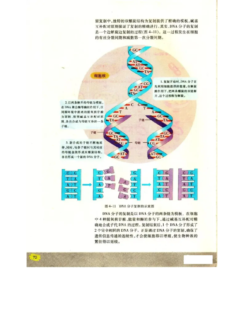 苏教版高中生物必修2《遗传与进化》电子课本_4-教培资料-26年最新资料-同步更新_初中高中教资_03科三专项（进去保存报考的学科即可）_112025高中科目（全）电子教材