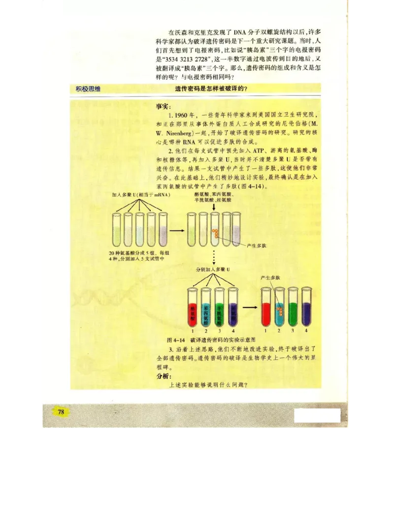 苏教版高中生物必修2《遗传与进化》电子课本_4-教培资料-26年最新资料-同步更新_初中高中教资_03科三专项（进去保存报考的学科即可）_112025高中科目（全）电子教材