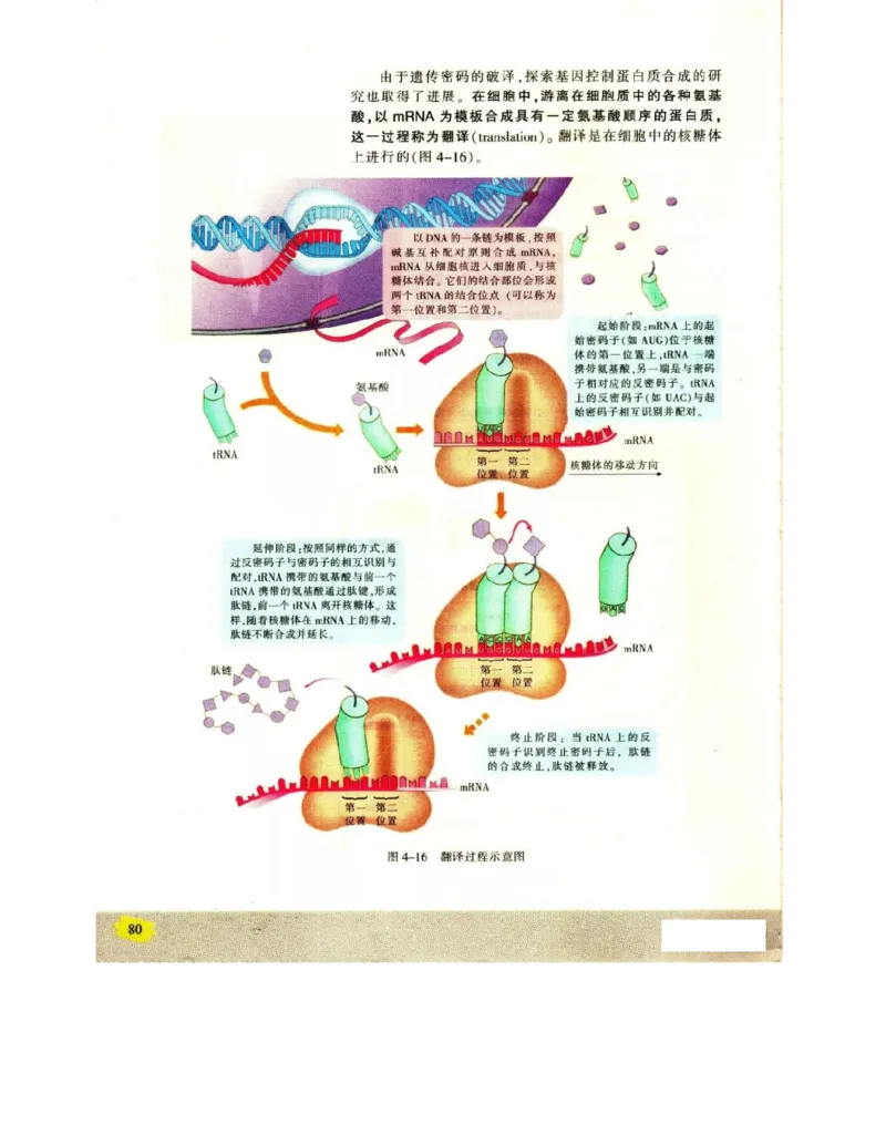 苏教版高中生物必修2《遗传与进化》电子课本_4-教培资料-26年最新资料-同步更新_初中高中教资_03科三专项（进去保存报考的学科即可）_112025高中科目（全）电子教材