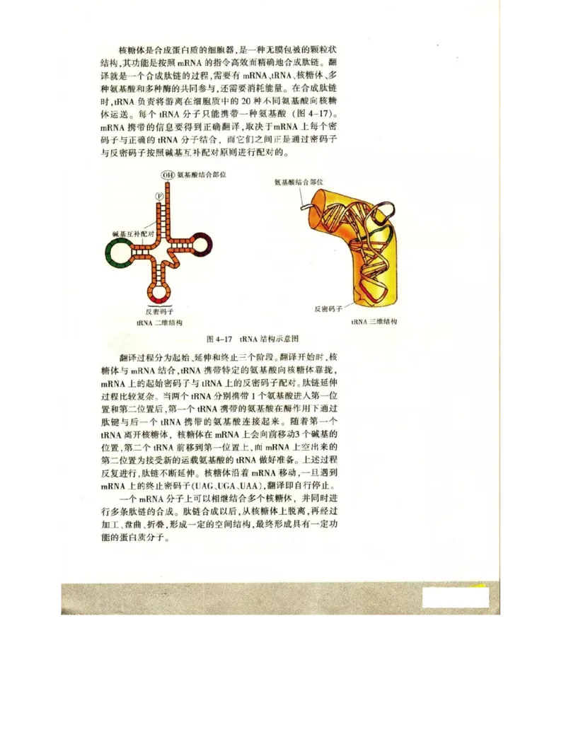苏教版高中生物必修2《遗传与进化》电子课本_4-教培资料-26年最新资料-同步更新_初中高中教资_03科三专项（进去保存报考的学科即可）_112025高中科目（全）电子教材
