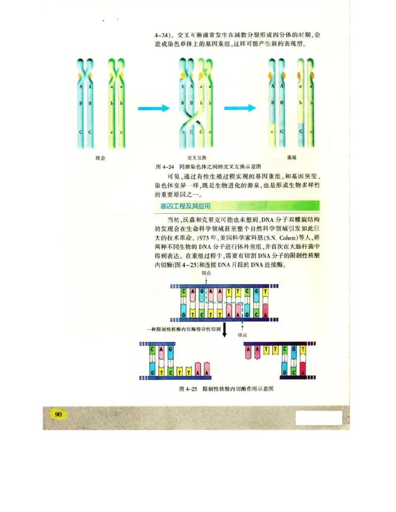 苏教版高中生物必修2《遗传与进化》电子课本_4-教培资料-26年最新资料-同步更新_初中高中教资_03科三专项（进去保存报考的学科即可）_112025高中科目（全）电子教材