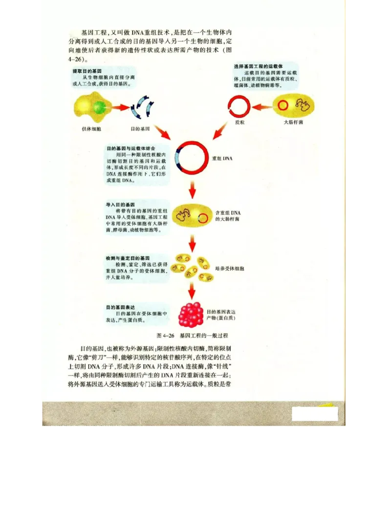 苏教版高中生物必修2《遗传与进化》电子课本_4-教培资料-26年最新资料-同步更新_初中高中教资_03科三专项（进去保存报考的学科即可）_112025高中科目（全）电子教材