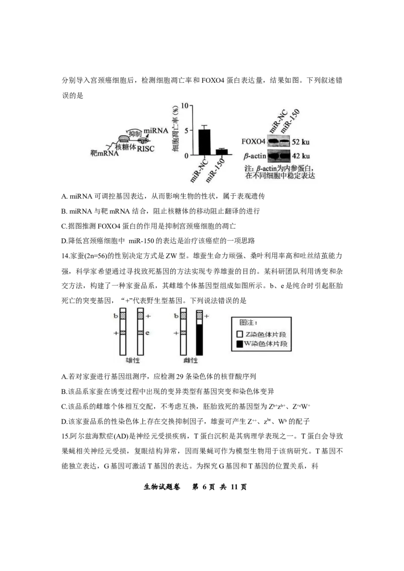 重庆市鲁能巴蜀中学2025-2026学年高三上学期12月月考生物试题_2025年12月_251213重庆市鲁能巴蜀中学、万州中学高2026届高三上学期12月联合诊断考试