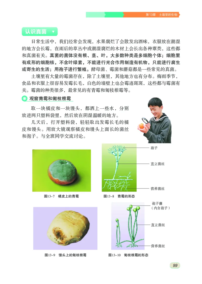 苏科版7年级生物下册高清教材_4-教培资料-26年最新资料-同步更新_初中高中教资_03科三专项（进去保存报考的学科即可）_02科三专项（笔记真题思维导图教学设计版本二）