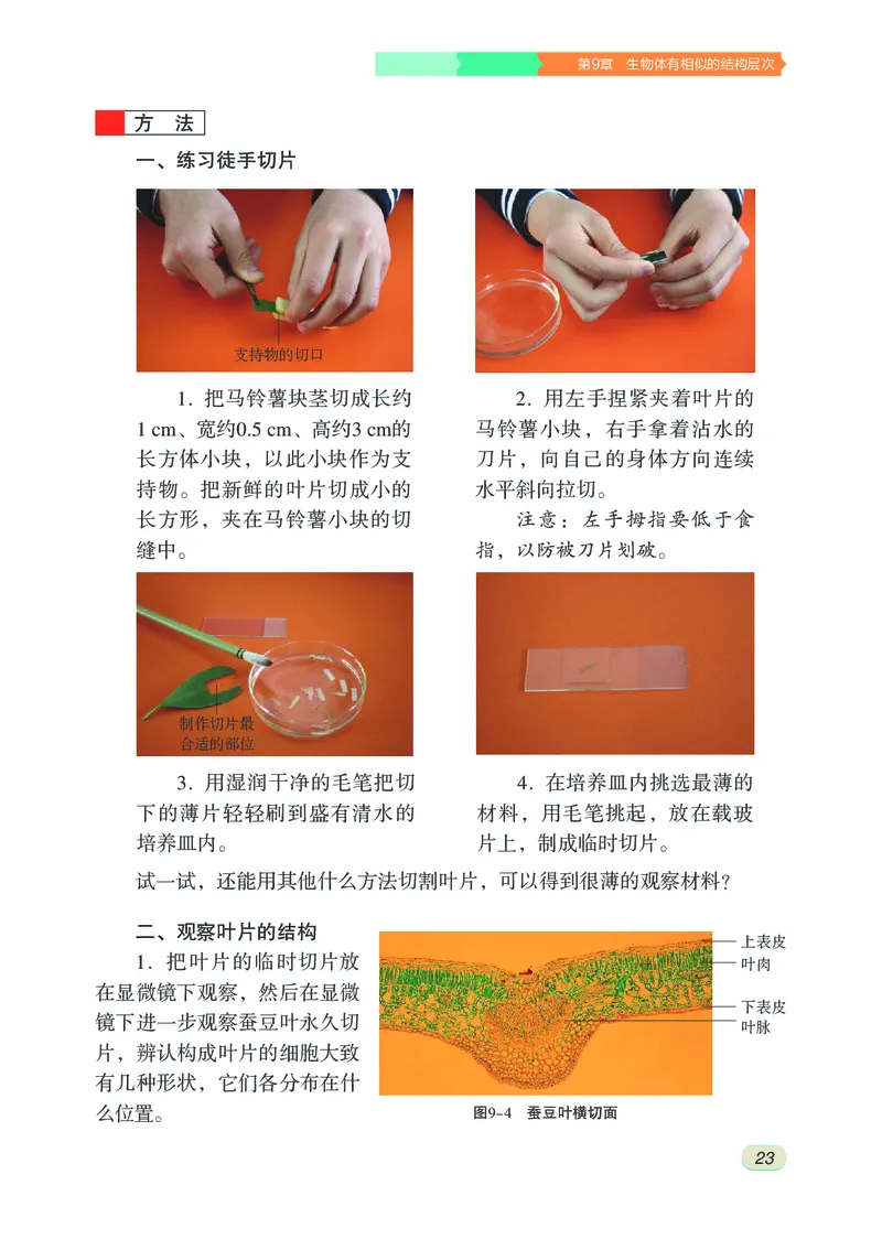 苏科版7年级生物下册高清教材_4-教培资料-26年最新资料-同步更新_初中高中教资_03科三专项（进去保存报考的学科即可）_02科三专项（笔记真题思维导图教学设计版本二）