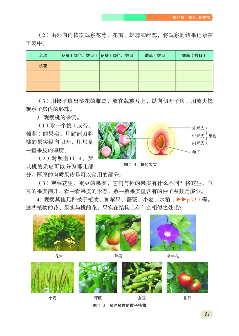 苏科版7年级生物下册高清教材_4-教培资料-26年最新资料-同步更新_初中高中教资_03科三专项（进去保存报考的学科即可）_02科三专项（笔记真题思维导图教学设计版本二）