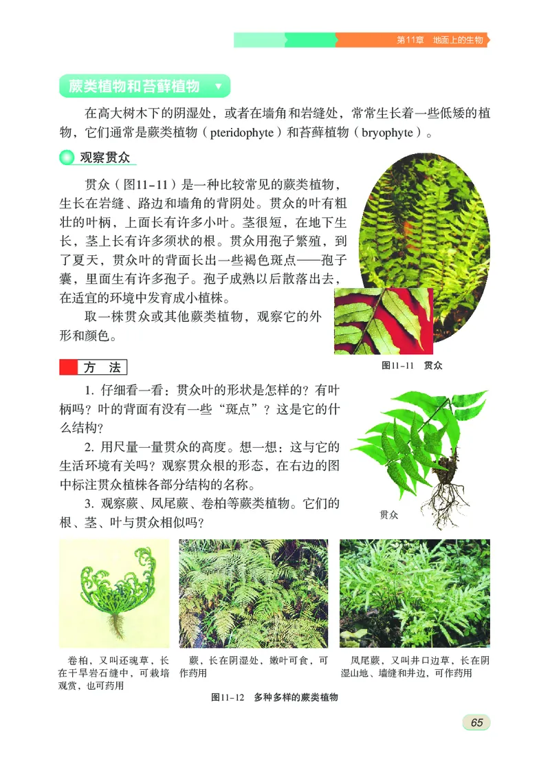 苏科版7年级生物下册高清教材_4-教培资料-26年最新资料-同步更新_初中高中教资_03科三专项（进去保存报考的学科即可）_02科三专项（笔记真题思维导图教学设计版本二）