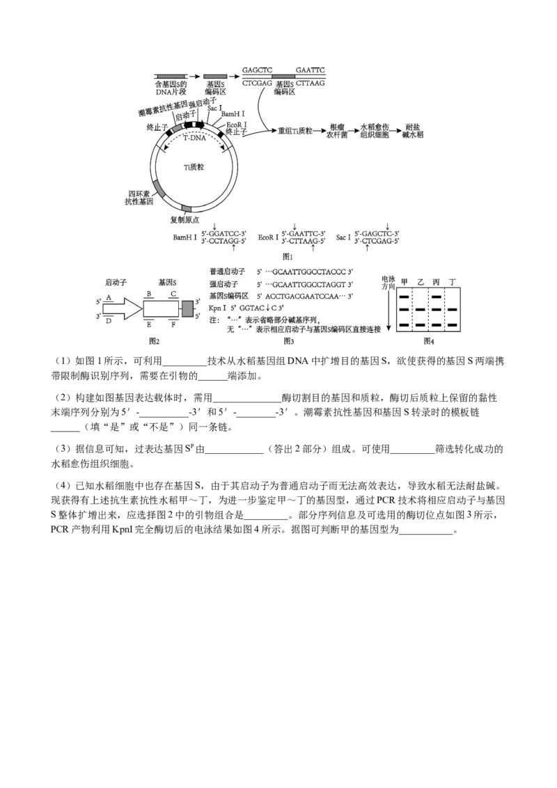 福建省福州市福九联盟2024-2025学年高二下学期期末联考生物试卷（含答案）_2025年7月_250730福建省福州市福九联盟2024-2025学年高二下学期7月期末考试_0823204624