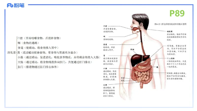 理论精讲12-动物学与动物生理学-拾光_4-教培资料-26年最新资料-同步更新_初中高中教资_03科三专项（进去保存报考的学科即可）_初中_初中生物-通关资料包_2025年FB学科-生物_讲义
