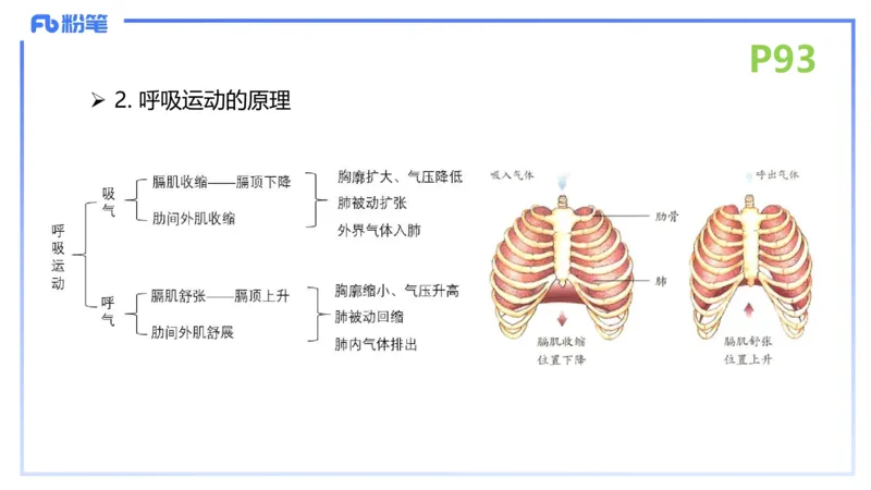 理论精讲12-动物学与动物生理学-拾光_4-教培资料-26年最新资料-同步更新_初中高中教资_03科三专项（进去保存报考的学科即可）_初中_初中生物-通关资料包_2025年FB学科-生物_讲义