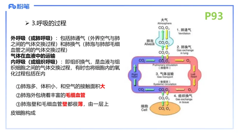 理论精讲12-动物学与动物生理学-拾光_4-教培资料-26年最新资料-同步更新_初中高中教资_03科三专项（进去保存报考的学科即可）_初中_初中生物-通关资料包_2025年FB学科-生物_讲义
