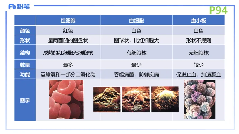 理论精讲12-动物学与动物生理学-拾光_4-教培资料-26年最新资料-同步更新_初中高中教资_03科三专项（进去保存报考的学科即可）_初中_初中生物-通关资料包_2025年FB学科-生物_讲义