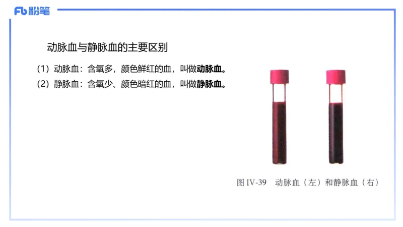 理论精讲12-动物学与动物生理学-拾光_4-教培资料-26年最新资料-同步更新_初中高中教资_03科三专项（进去保存报考的学科即可）_初中_初中生物-通关资料包_2025年FB学科-生物_讲义