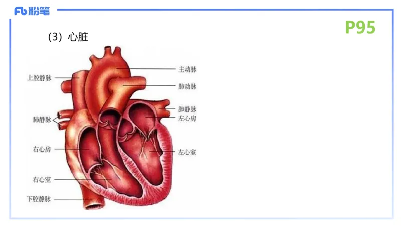 理论精讲12-动物学与动物生理学-拾光_4-教培资料-26年最新资料-同步更新_初中高中教资_03科三专项（进去保存报考的学科即可）_初中_初中生物-通关资料包_2025年FB学科-生物_讲义