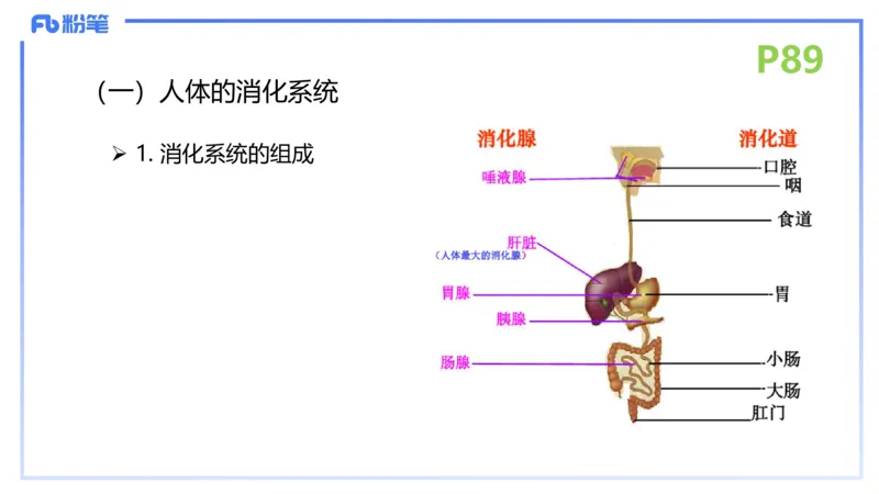 理论精讲12-动物学与动物生理学-拾光_4-教培资料-26年最新资料-同步更新_初中高中教资_03科三专项（进去保存报考的学科即可）_初中_初中生物-通关资料包_2025年FB学科-生物_讲义