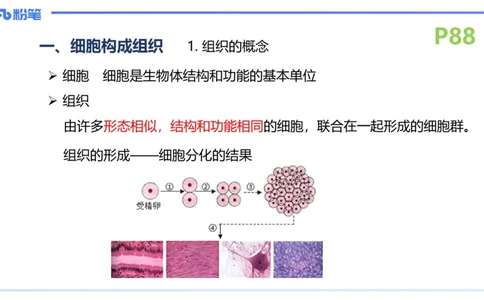 理论精讲12-动物学与动物生理学-拾光_4-教培资料-26年最新资料-同步更新_初中高中教资_03科三专项（进去保存报考的学科即可）_初中_初中生物-通关资料包_2025年FB学科-生物_讲义