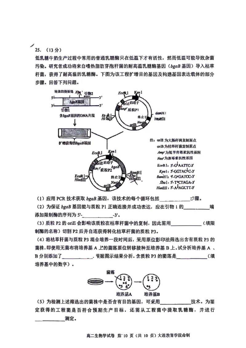辽宁省大连市2024-2025学年高二下学期期末考试生物+答案_2025年7月_250721辽宁省大连市2024-2025学年高二下学期期末考试（全科）