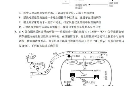 广东省揭阳市汕尾市2024届高三上学期1月期末考试生物_2024届广东省揭阳市汕尾市高三上学期1月期末考试