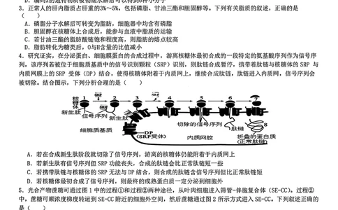 生物试题-四川省成都市第七中学2024-2025学年度下期高2026届零诊模拟考试_2025年6月_250625四川省成都市第七中学2024-2025学年度下期高2026届零诊模拟考试（全科）