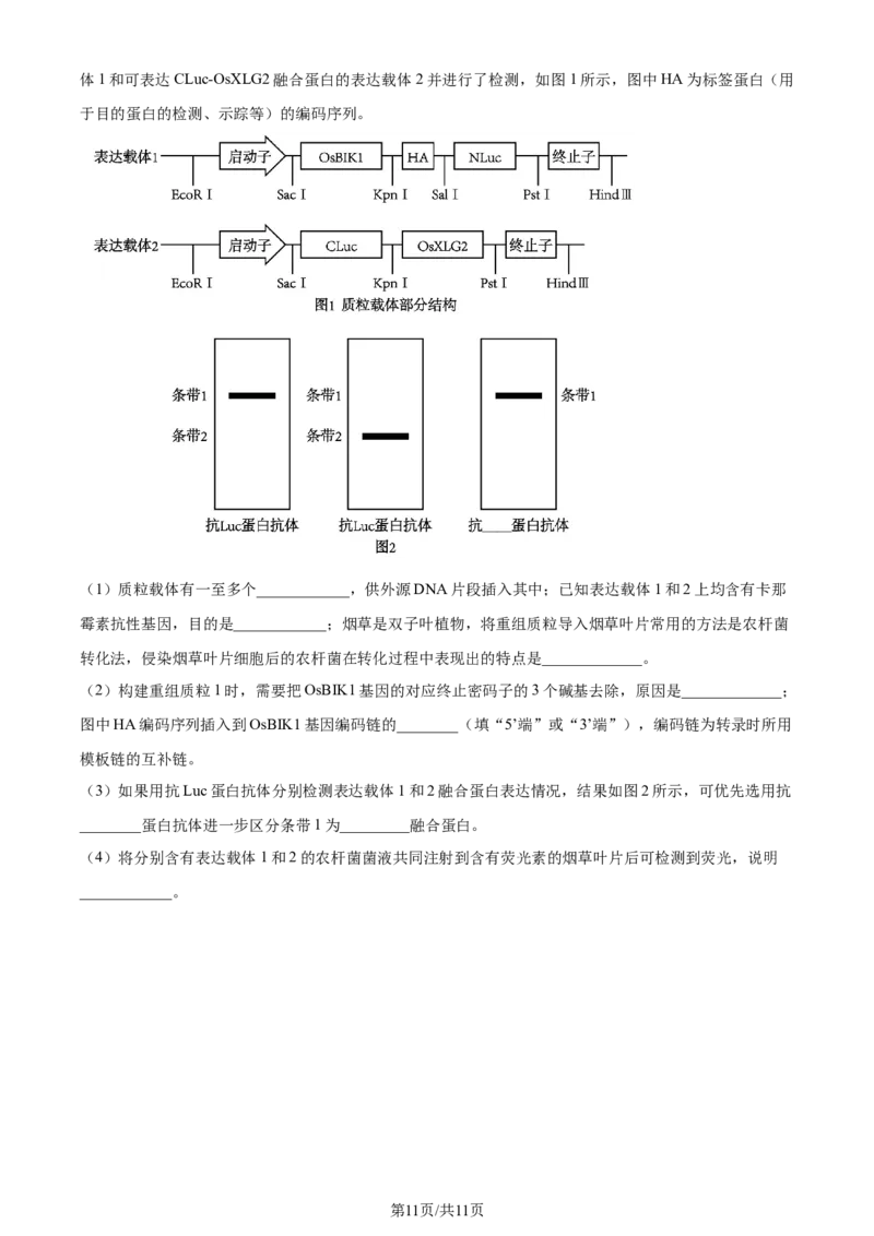 精品解析：山东省济南市2023-2024学年高三上学期期末学习质量检测生物试题（原卷版）_2024届山东省济南市高三上学期期末学习质量检测