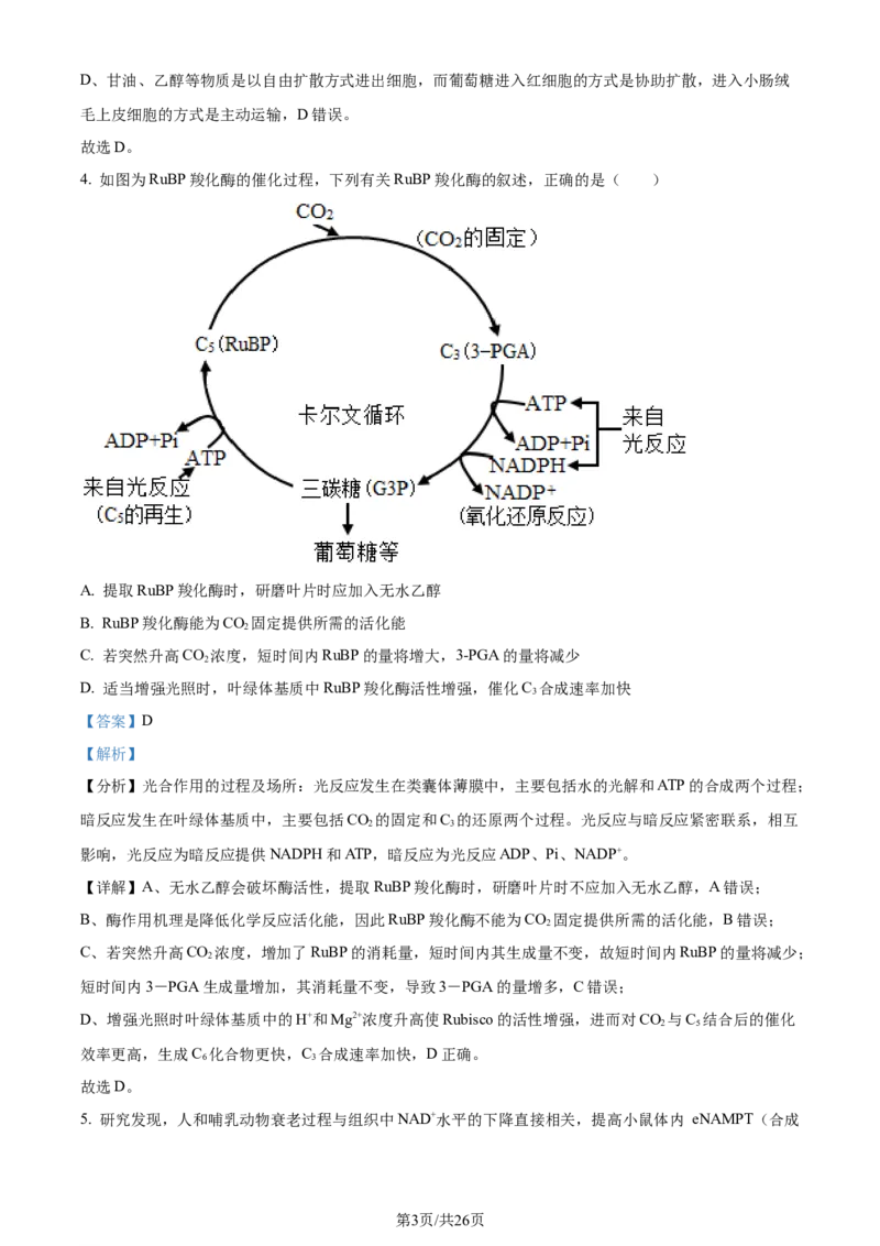 精品解析：2024届山东省名校高三模拟预测生物试题（解析版）_2024届山东省高中名校高三上学期12月统一调研考试_山东省高中名校2024届高三上学期12月统一调研考试生物