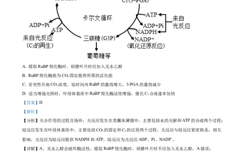 精品解析：2024届山东省名校高三模拟预测生物试题（解析版）_2024届山东省高中名校高三上学期12月统一调研考试_山东省高中名校2024届高三上学期12月统一调研考试生物