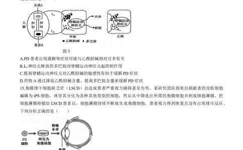 广东省大湾区2024届高三上学期联合模拟考试（一）生物_2024届广东省大湾区高三上学期联合模拟考试（一）