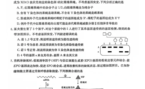湖北省十堰市2024届高三上学期1月调研考试生物_2024届湖北省十堰市高三上学期1月调研考试_湖北省十堰市2024届高三上学期1月调研考试生物