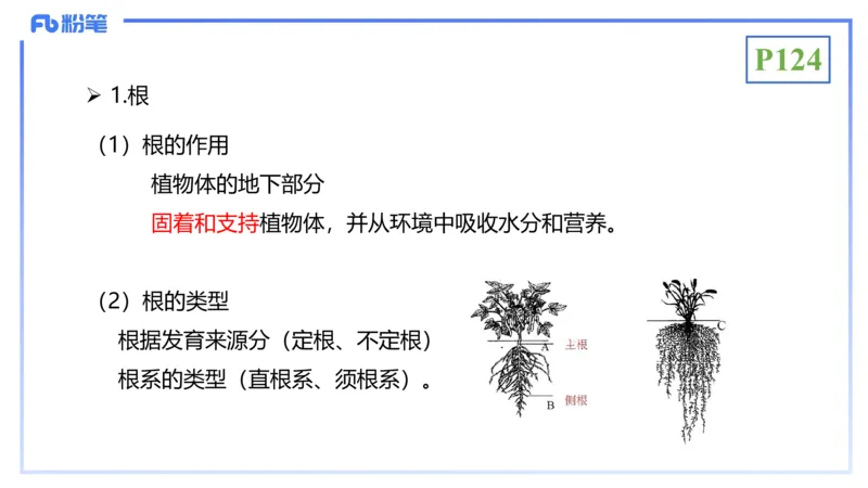 理论精讲16-植物学1-拾光_4-教培资料-26年最新资料-同步更新_初中高中教资_03科三专项（进去保存报考的学科即可）_01科目三FB网课、三色速记手册、知识点导图等推荐_初中