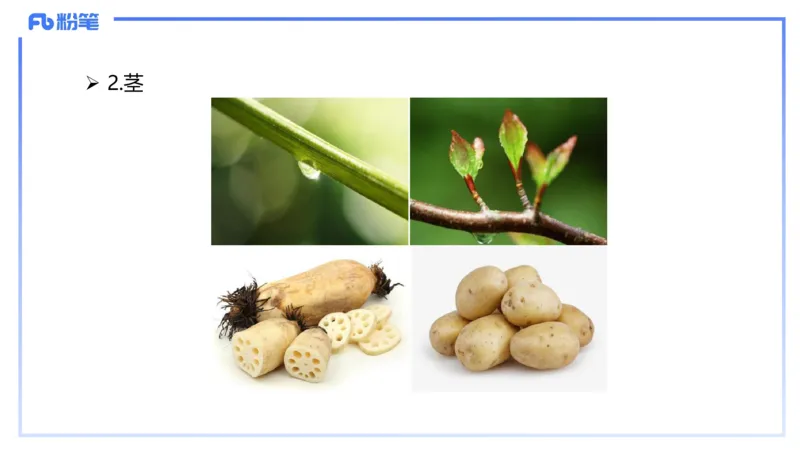 理论精讲16-植物学1-拾光_4-教培资料-26年最新资料-同步更新_初中高中教资_03科三专项（进去保存报考的学科即可）_01科目三FB网课、三色速记手册、知识点导图等推荐_初中