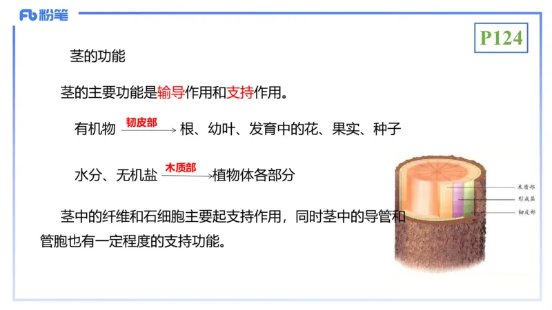 理论精讲16-植物学1-拾光_4-教培资料-26年最新资料-同步更新_初中高中教资_03科三专项（进去保存报考的学科即可）_01科目三FB网课、三色速记手册、知识点导图等推荐_初中