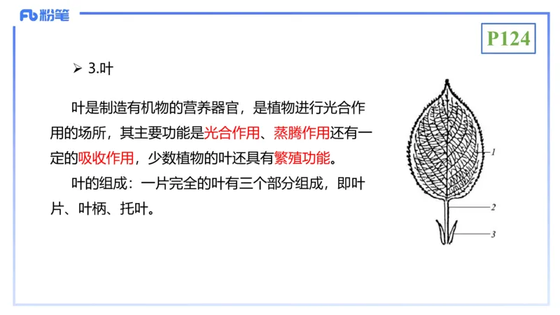 理论精讲16-植物学1-拾光_4-教培资料-26年最新资料-同步更新_初中高中教资_03科三专项（进去保存报考的学科即可）_01科目三FB网课、三色速记手册、知识点导图等推荐_初中