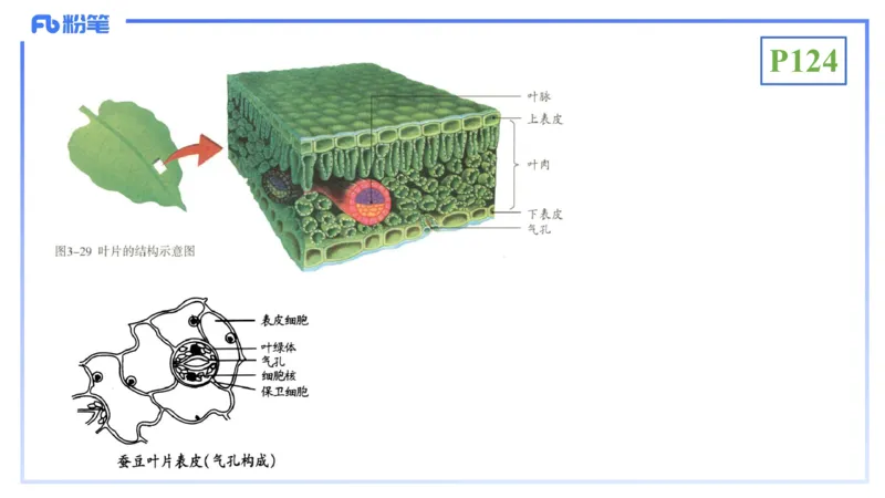 理论精讲16-植物学1-拾光_4-教培资料-26年最新资料-同步更新_初中高中教资_03科三专项（进去保存报考的学科即可）_01科目三FB网课、三色速记手册、知识点导图等推荐_初中