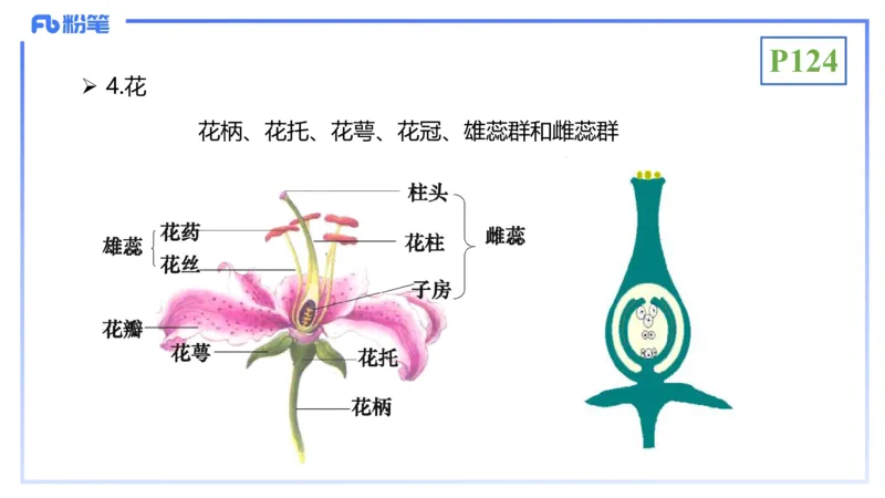 理论精讲16-植物学1-拾光_4-教培资料-26年最新资料-同步更新_初中高中教资_03科三专项（进去保存报考的学科即可）_01科目三FB网课、三色速记手册、知识点导图等推荐_初中