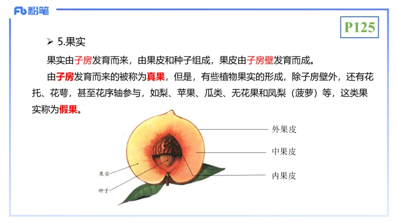 理论精讲16-植物学1-拾光_4-教培资料-26年最新资料-同步更新_初中高中教资_03科三专项（进去保存报考的学科即可）_01科目三FB网课、三色速记手册、知识点导图等推荐_初中
