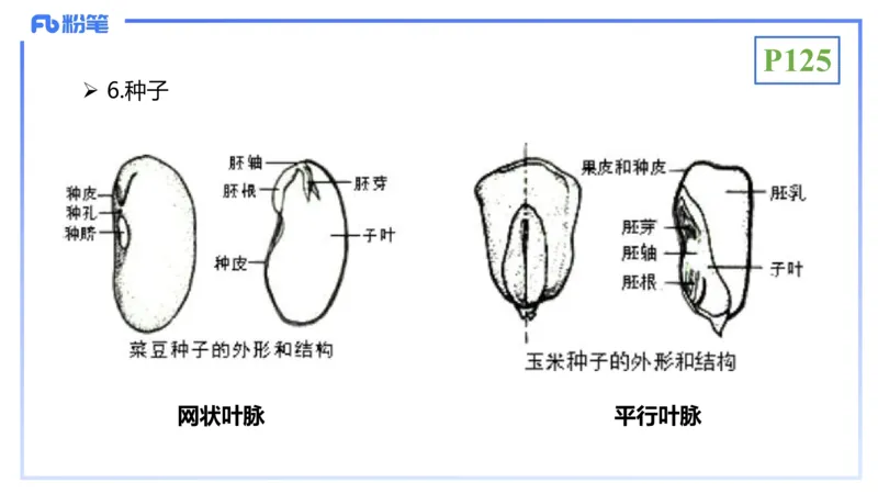 理论精讲16-植物学1-拾光_4-教培资料-26年最新资料-同步更新_初中高中教资_03科三专项（进去保存报考的学科即可）_01科目三FB网课、三色速记手册、知识点导图等推荐_初中