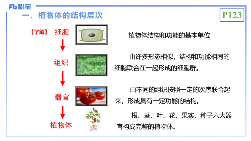 理论精讲16-植物学1-拾光_4-教培资料-26年最新资料-同步更新_初中高中教资_03科三专项（进去保存报考的学科即可）_01科目三FB网课、三色速记手册、知识点导图等推荐_初中